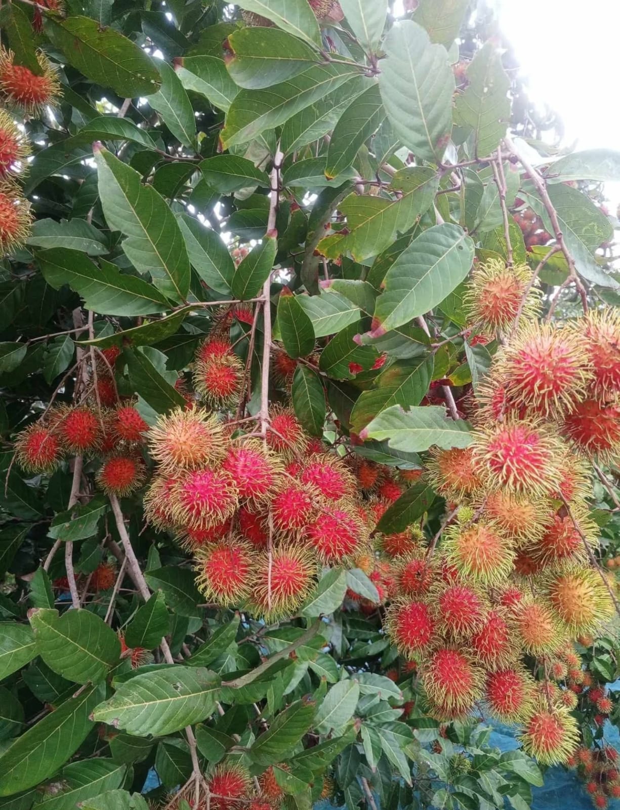 FruThai – premium Thai fruits and vegetables