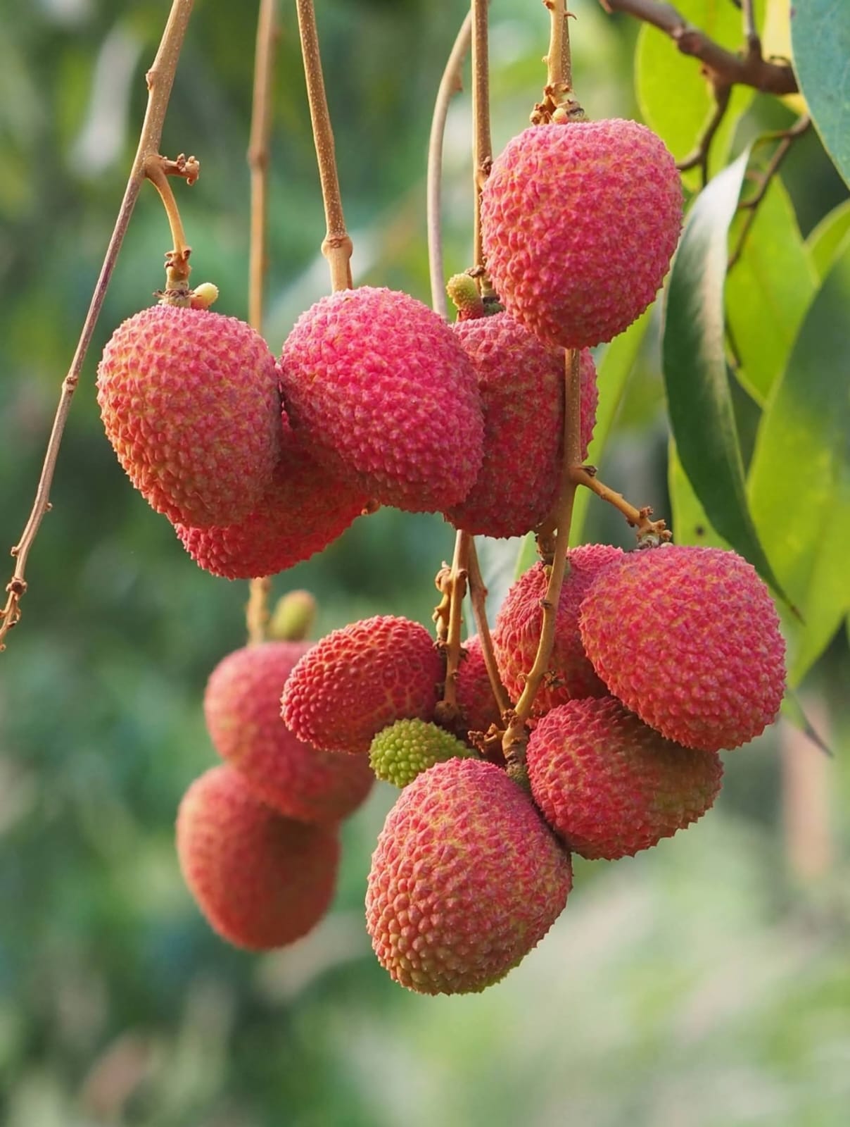 Fresh lychee harvested in Thailand