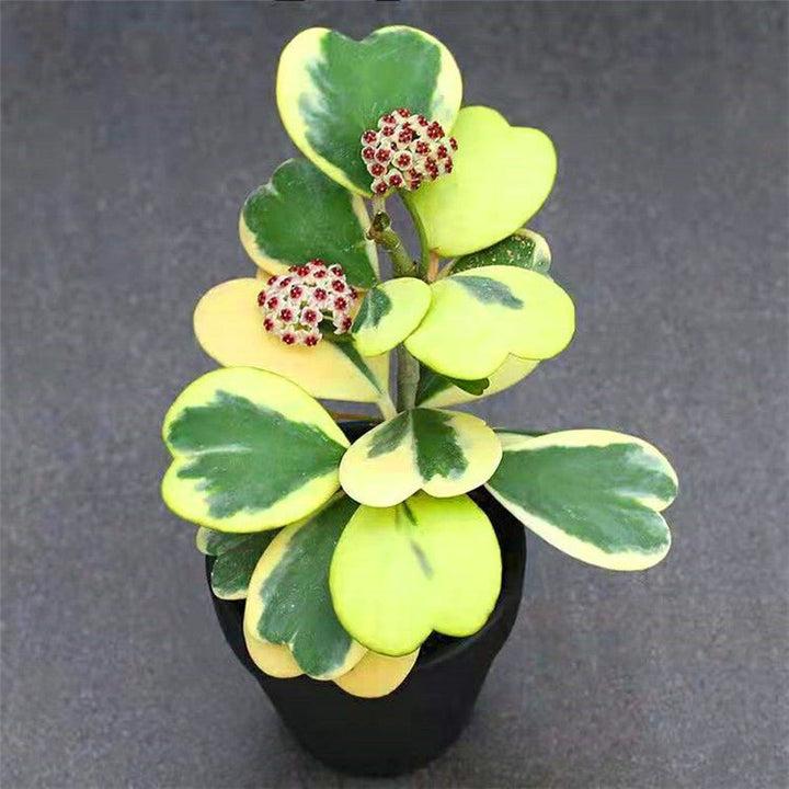 Hoya (Wax Plant)