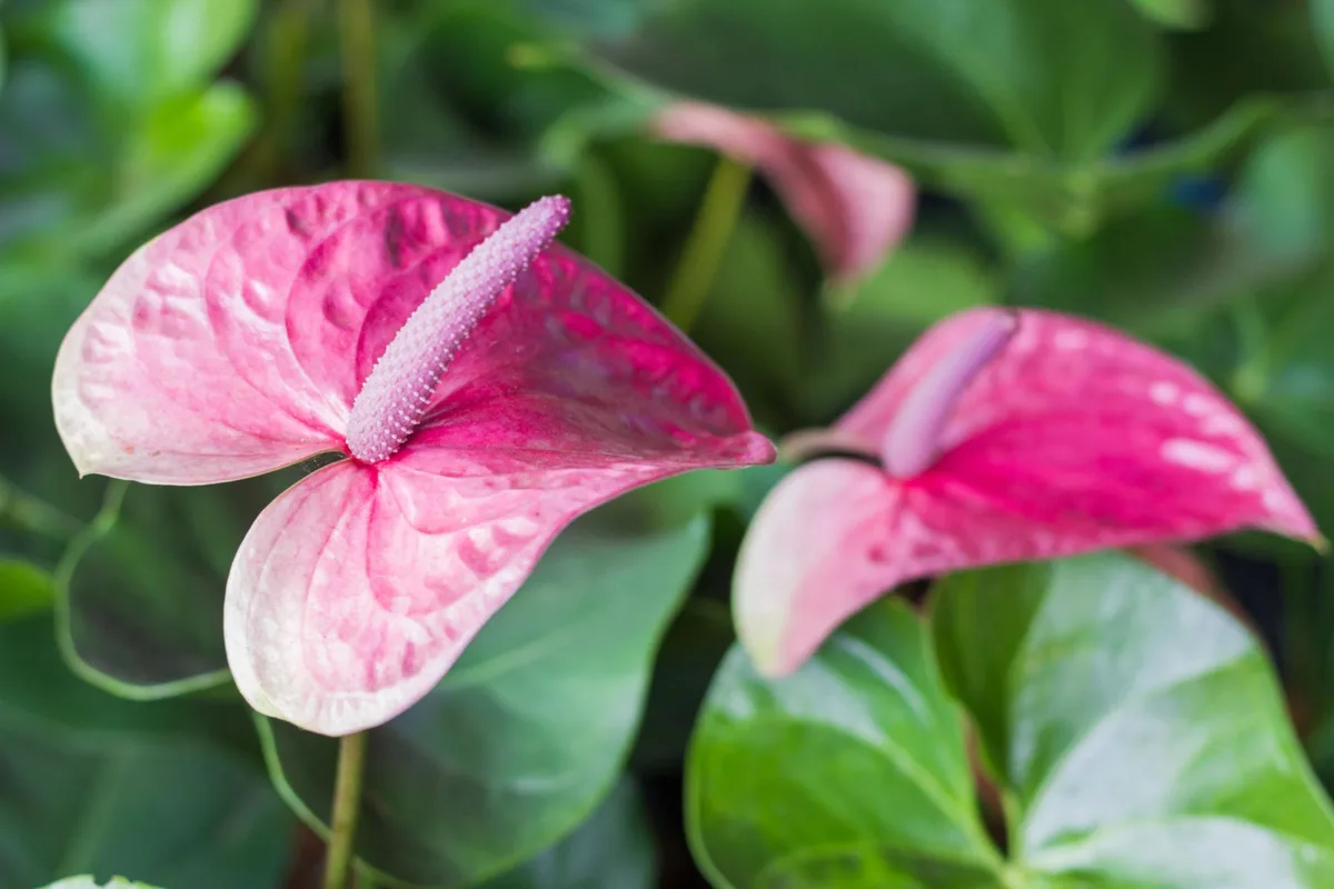 Anthurium