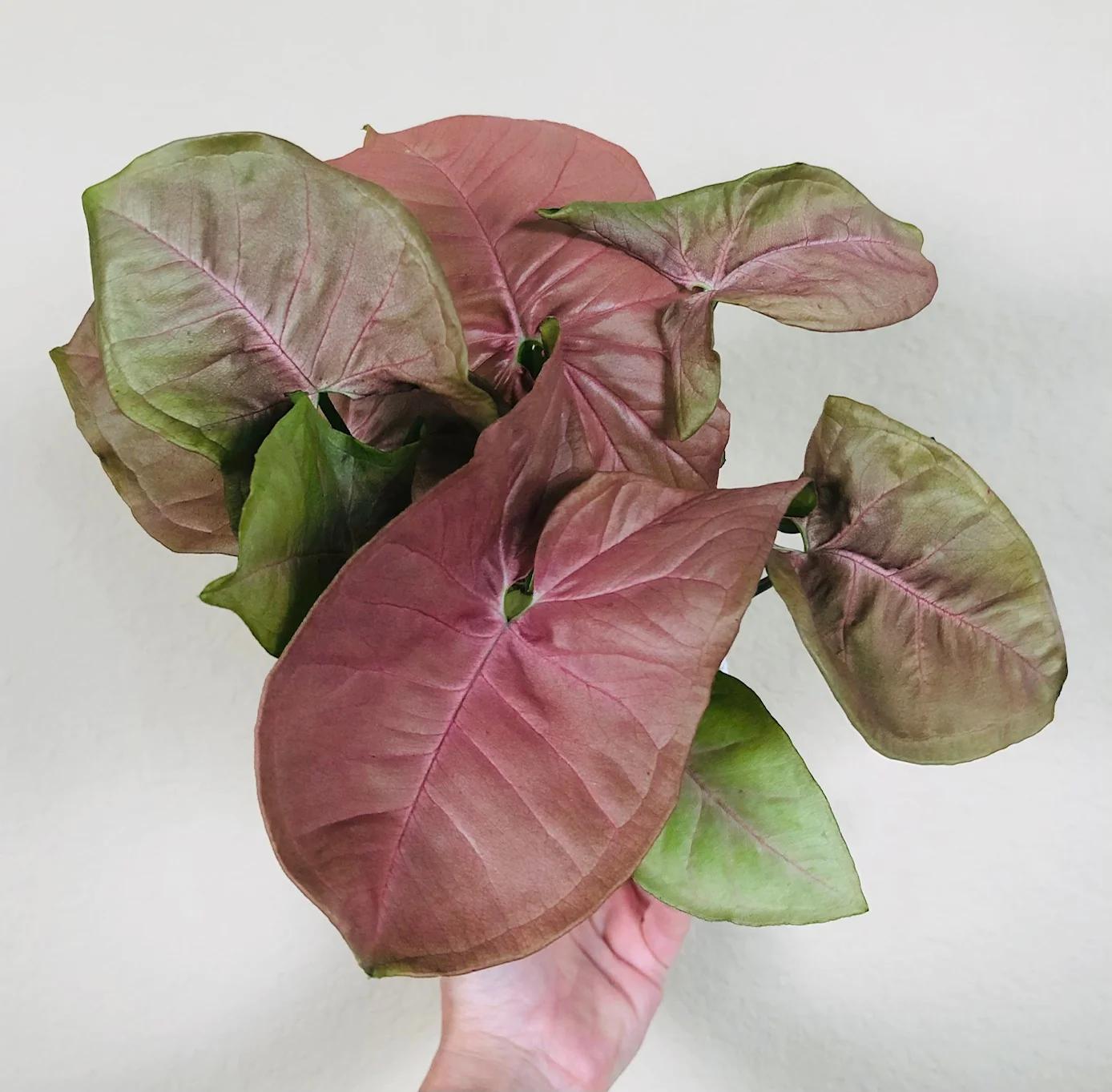 Syngonium