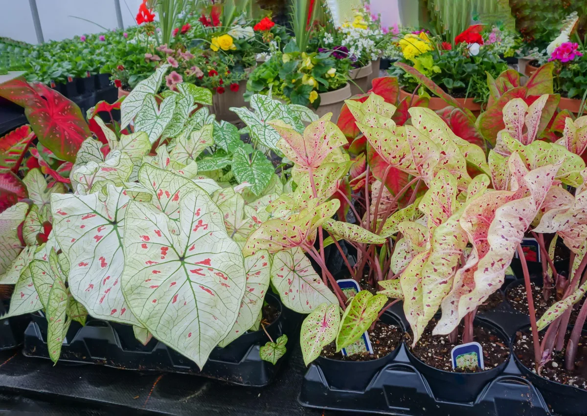 Caladium spp.